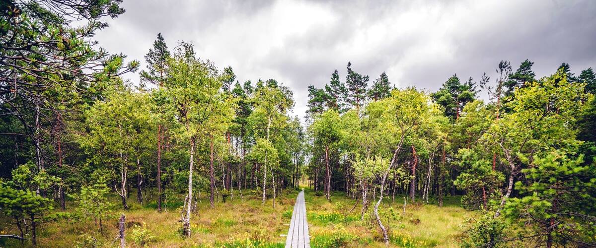 A wooden boardwalk through a dense forest with tall trees and wildflowers.