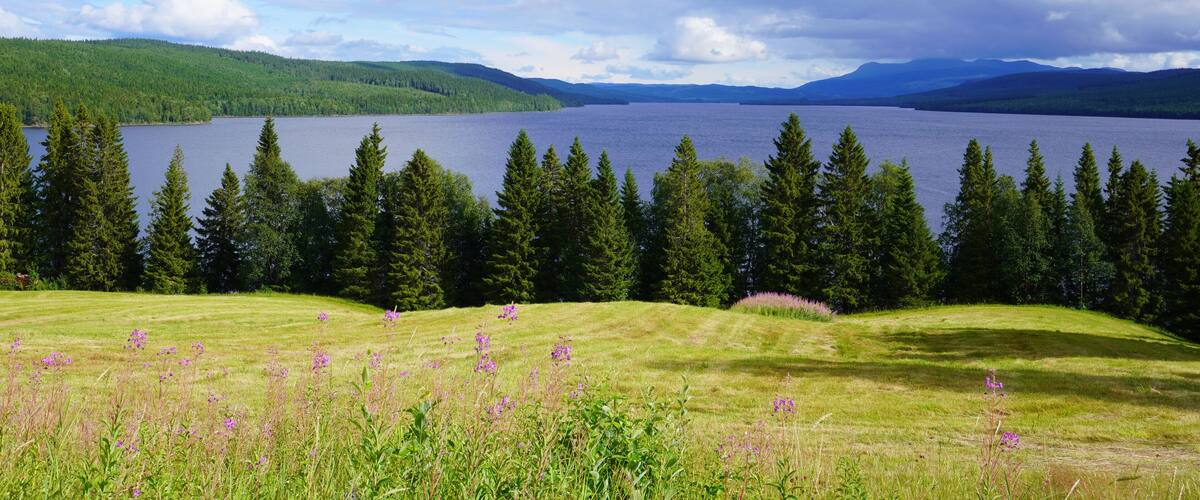 A lake surrounded by evergreen trees and grassy fields.