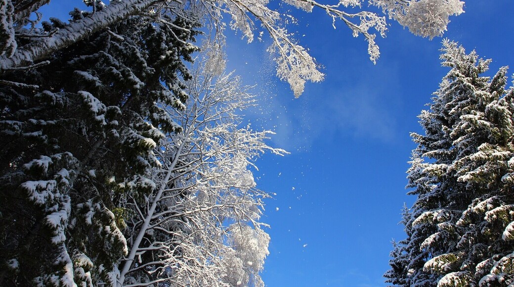 Snow falling of trees on a beautiful winter day.