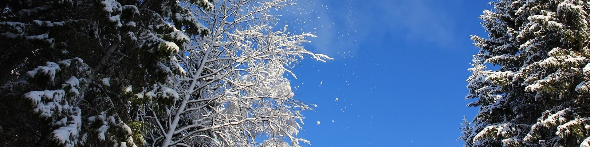 Snow falling of trees on a beautiful winter day.