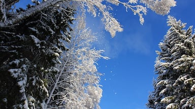 Snow falling of trees on a beautiful winter day.