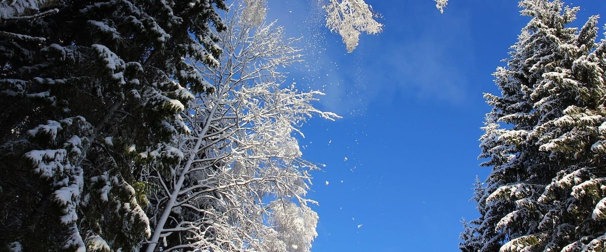 A snowy landscape with trees against a clear blue sky.