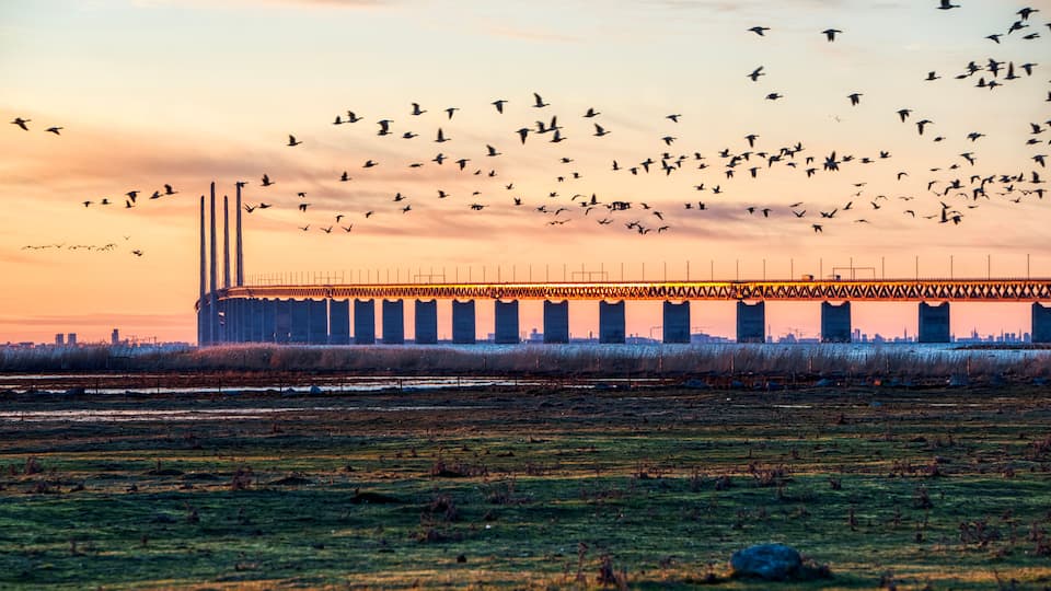 A bridge with multiple pillars, a flock of birds flying overhead, and a sunset in the background.