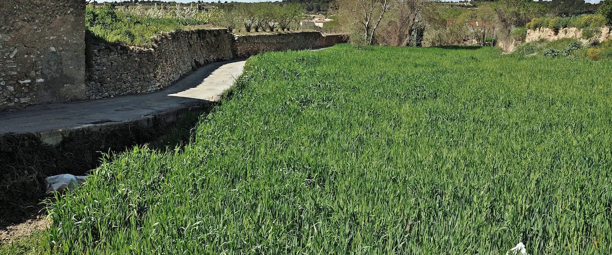 A rural landscape with a stone wall, a field of crops, and a distant building.