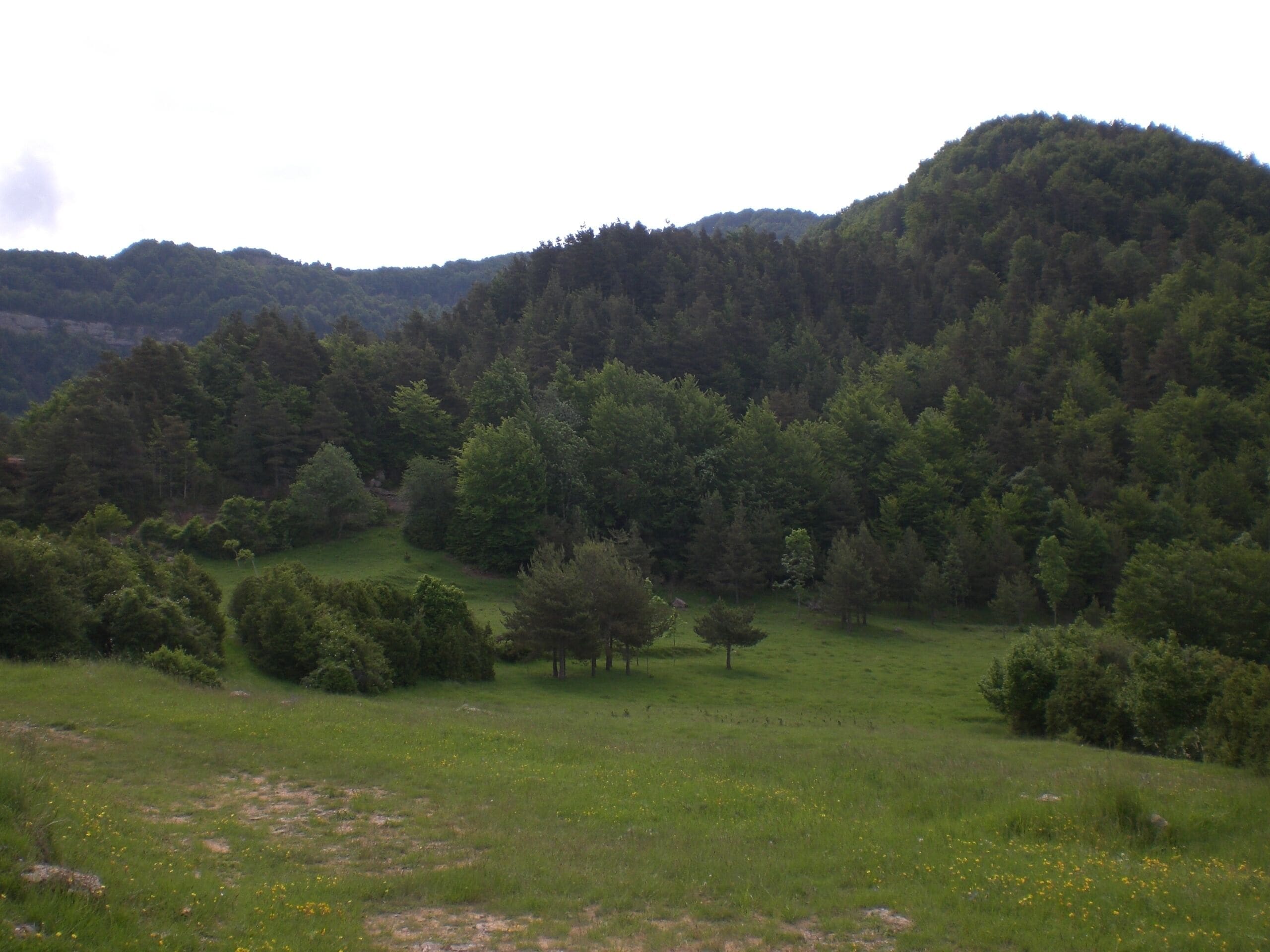 Serrat de Planissars (juny 2012)