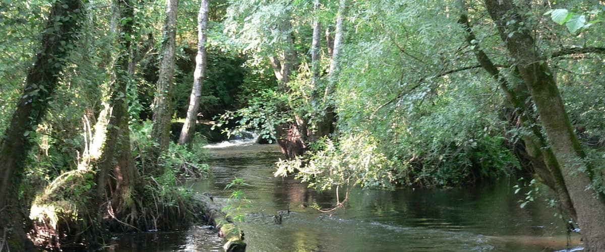 A forested river with dense trees and a calm waterway.