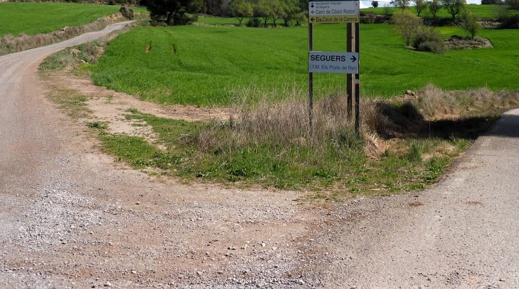 Trencall a Còdol-Rodon (Aguilar de Segarra)