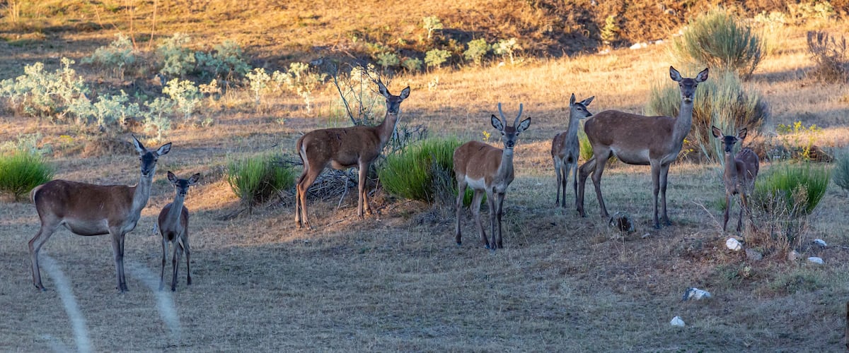 Un groupe de cerfs dans une prairie aride, où la végétation est clairsemée, avec des collines en arrière-plan.