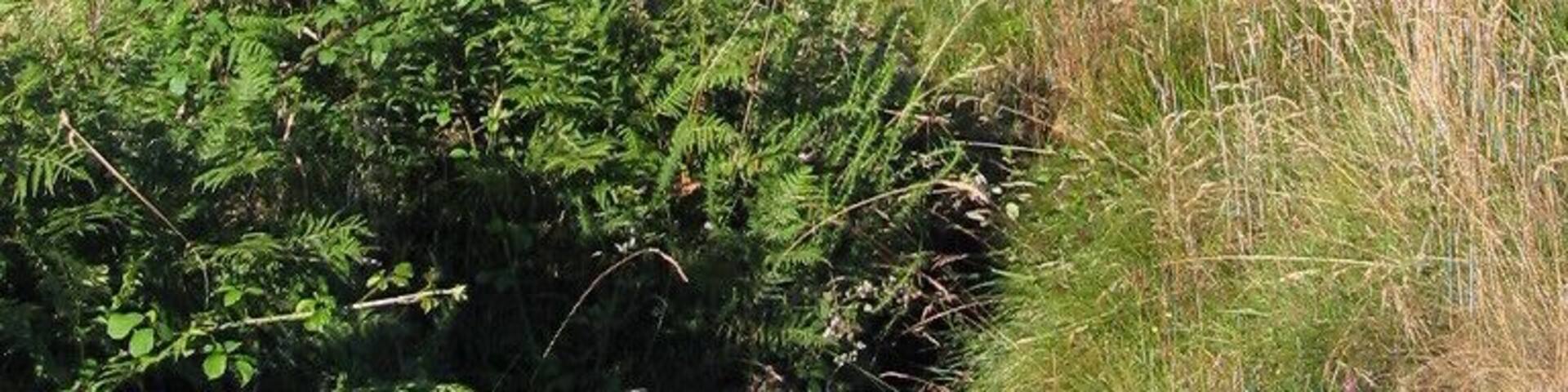 Nacimiento del río Miño. Pedregal de Irimia, Sierra de Meira (Lugo, España)