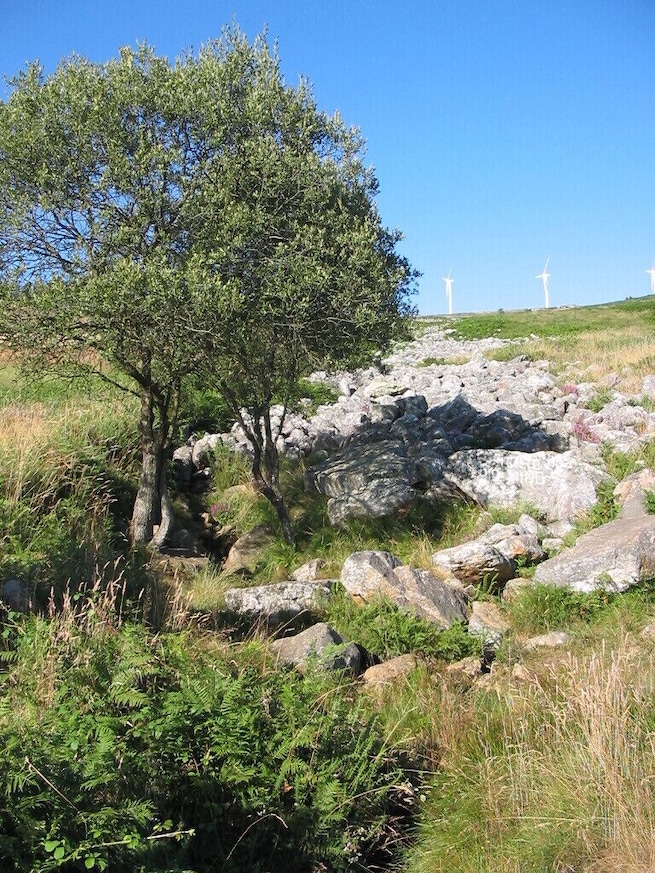 Una ladera rocosa con un árbol y turbinas eólicas al fondo.
