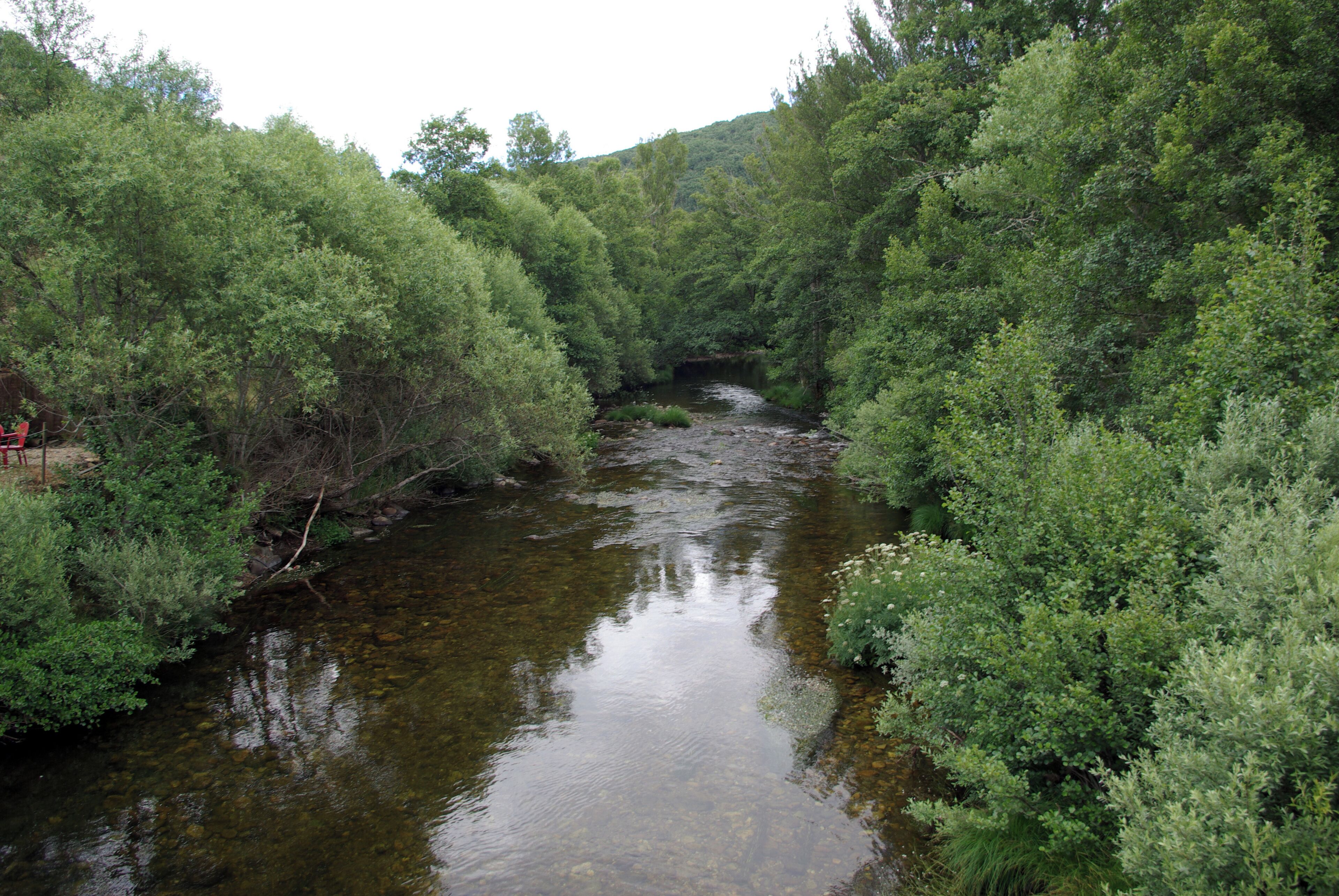 A river flowing through a densely wooded area with lush greenery on both sides.