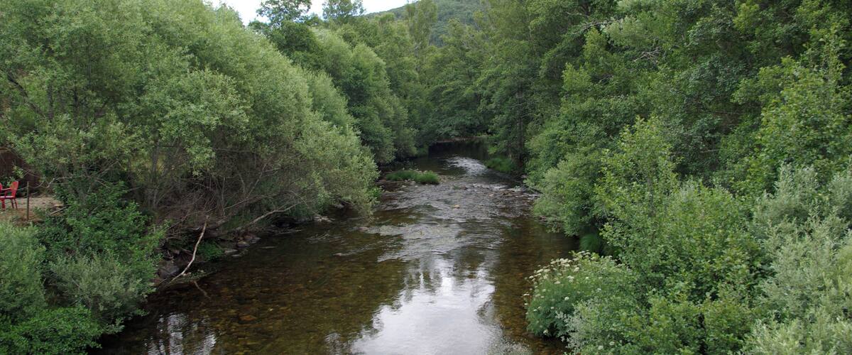 A river flowing through a densely wooded area with lush greenery on both sides.