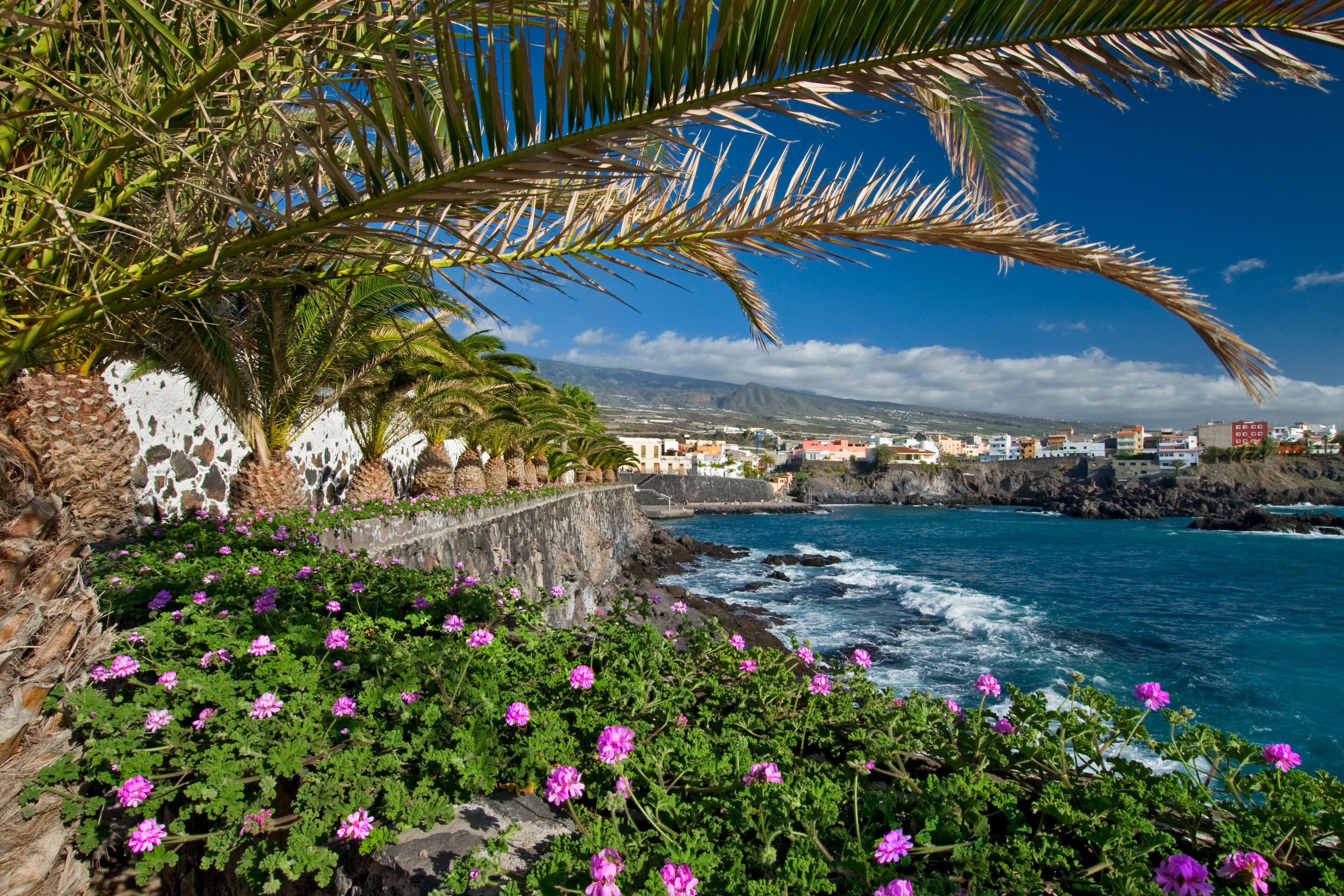 A coastal town with a rocky shoreline, vibrant pink flowers, and a clear blue sky.