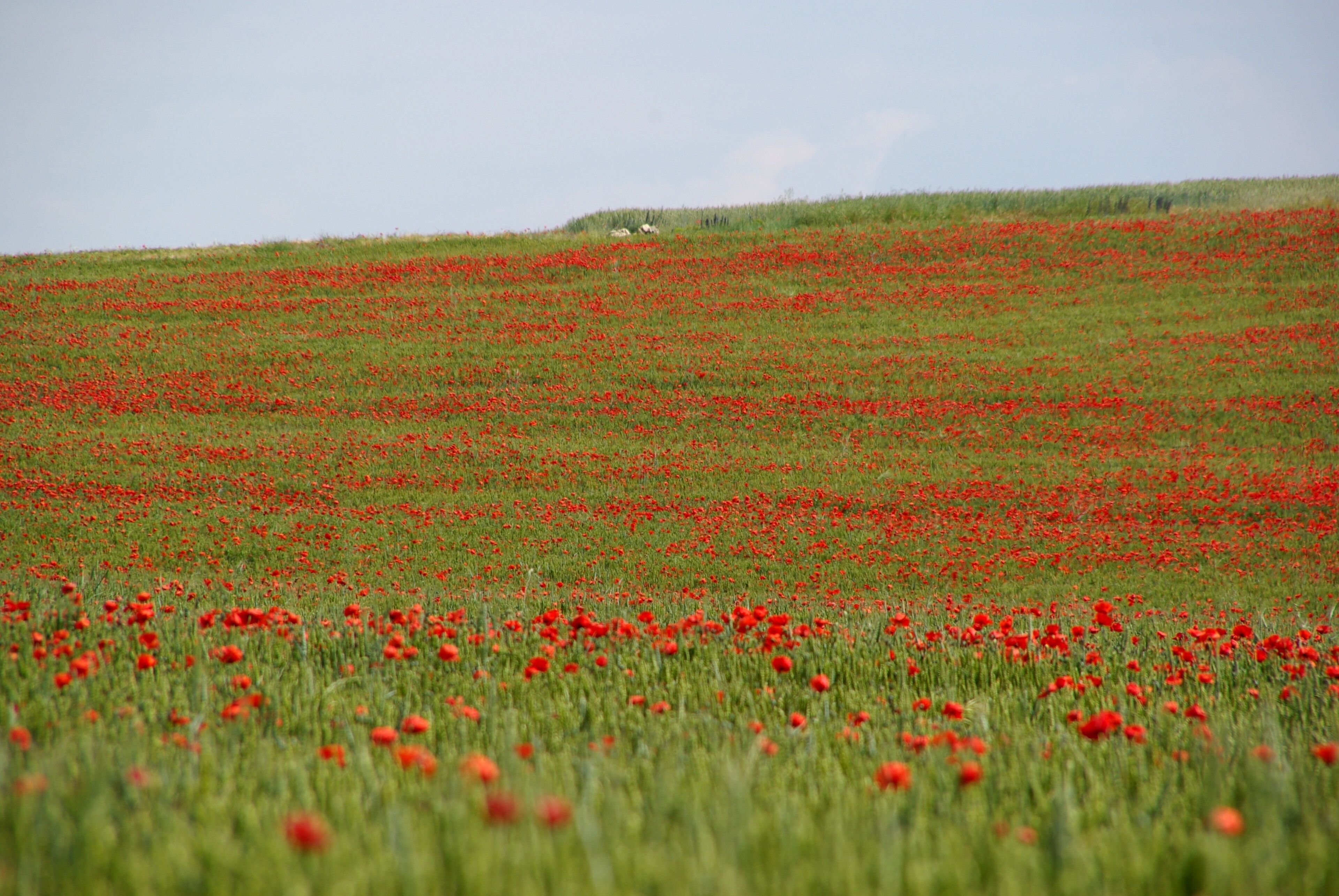 on route from Tudela to Logrono
