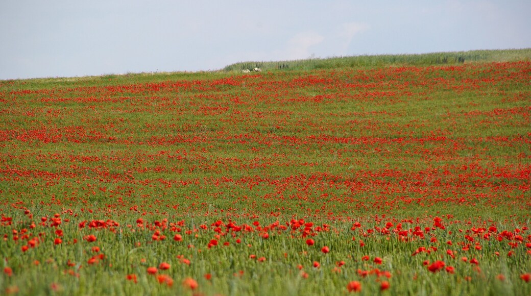 on route from Tudela to Logrono
