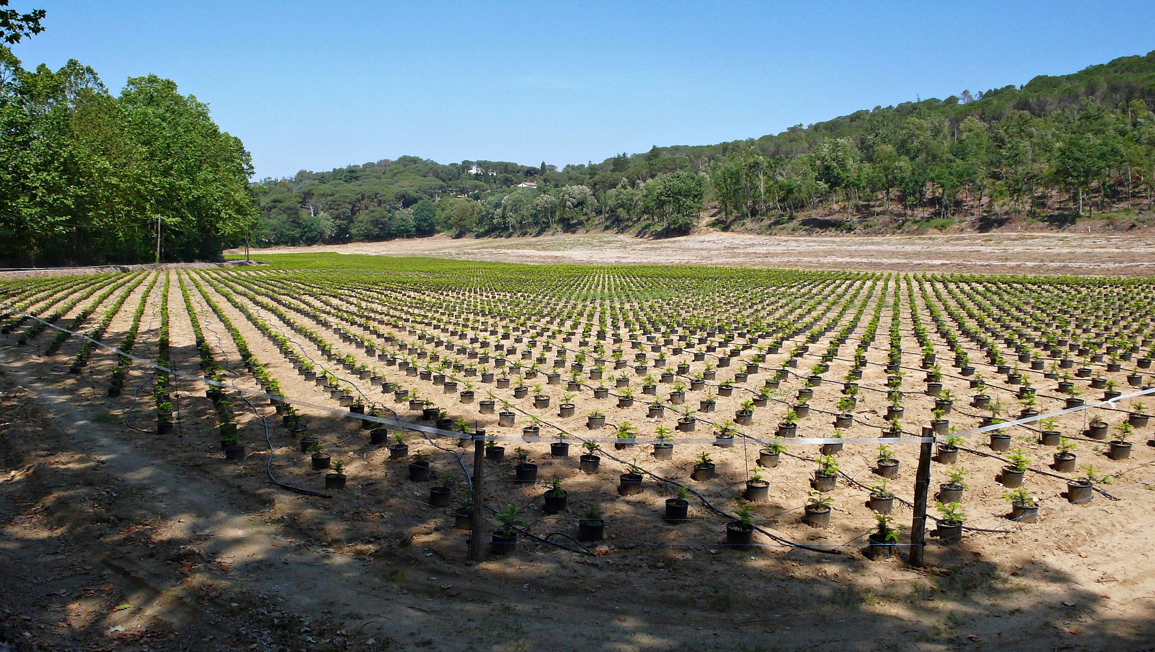 A large agricultural field with rows of young plants, surrounded by a forested hillside.