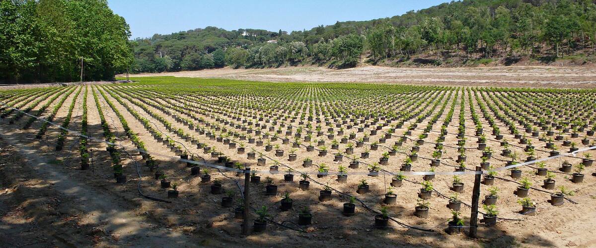 A large agricultural field with rows of young plants, surrounded by a forested hillside.