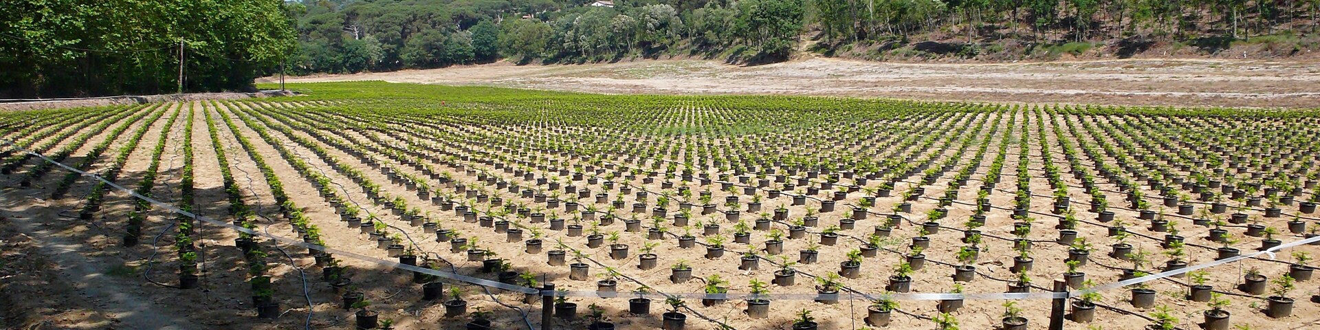 A large agricultural field with rows of young plants, surrounded by a forested hillside.
