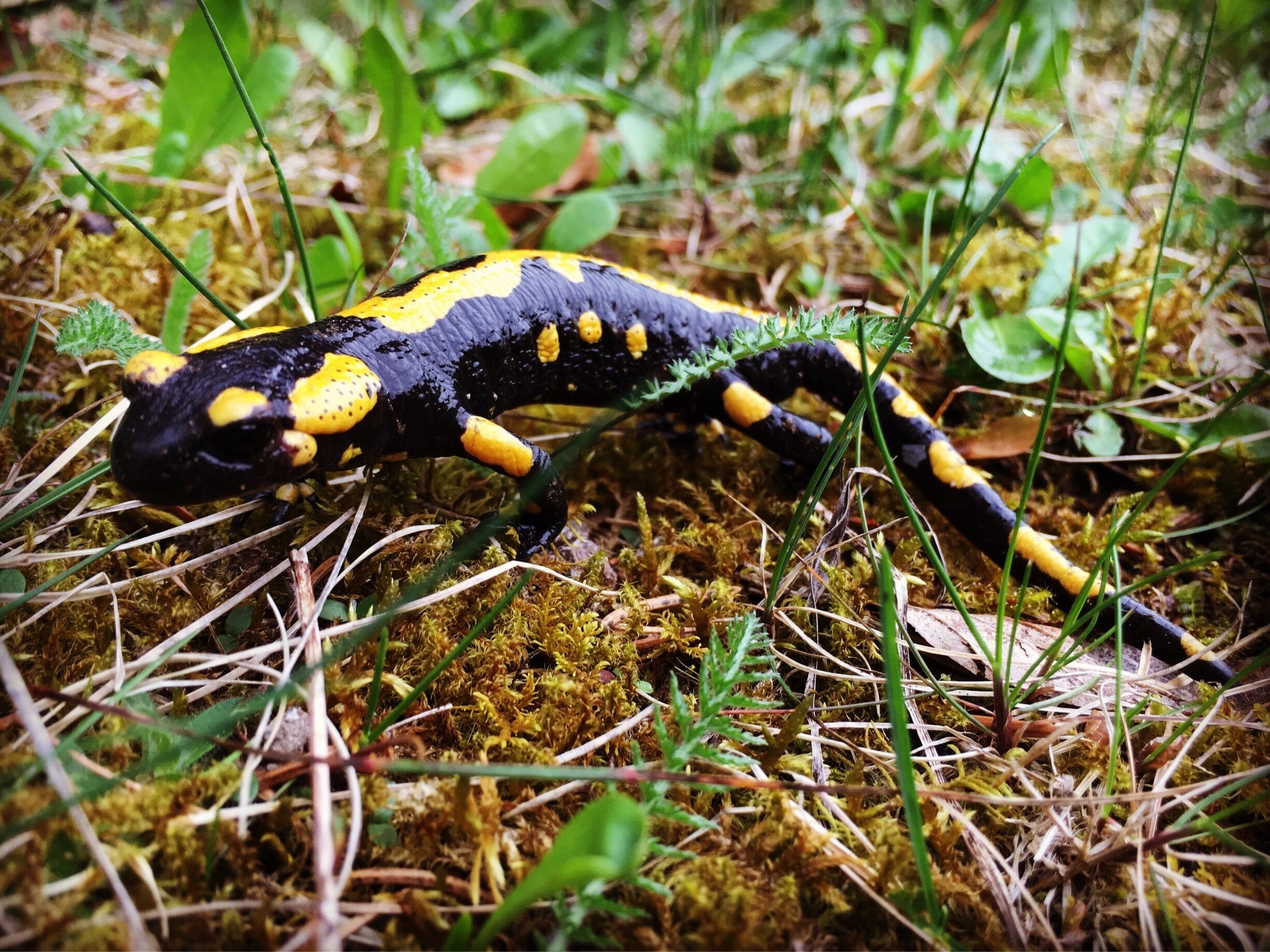 After rain, they explore the nature 😏