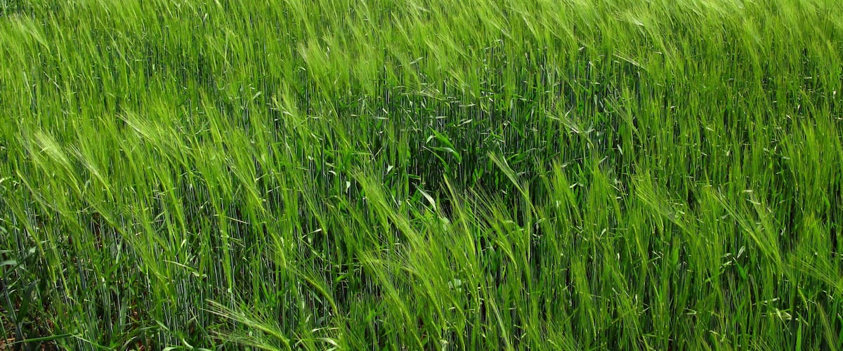 A lush green field with mountains in the background.
