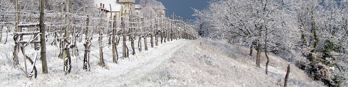 Tomaj church in white