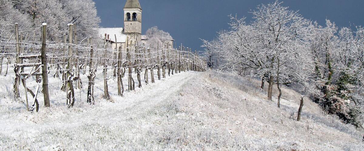 Tomaj church in white