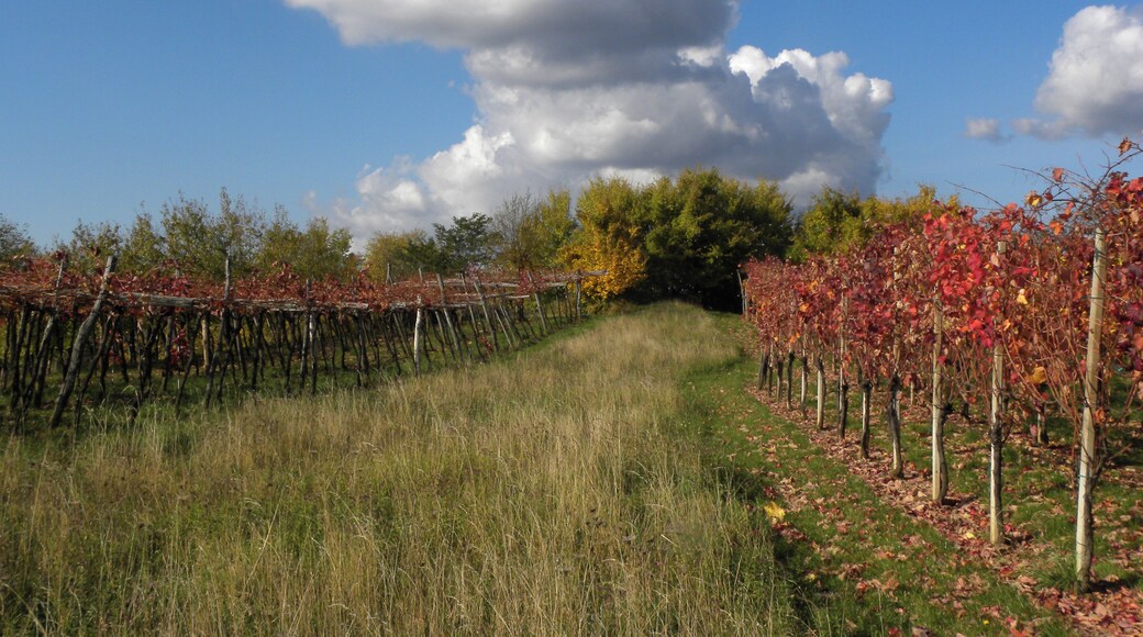 Jesenski vinogradi / Autumn vineyards