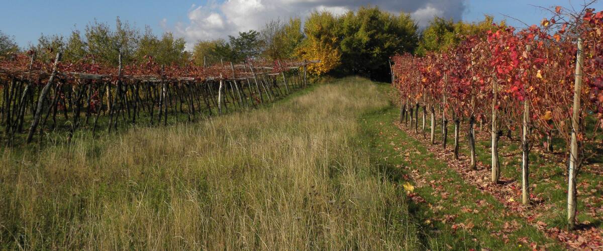 A vineyard with rows of grapevines under a partly cloudy sky.