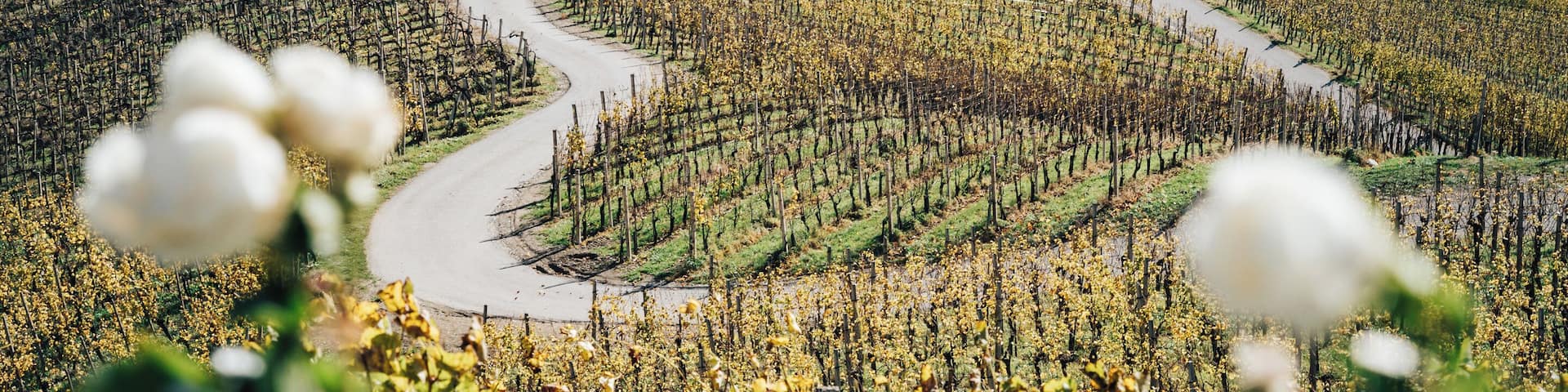 Slovenia stole my heart many years ago.... a country with a green heart and love roads 💚
Probably the most romantic road in the world.
#slovenia #romance #places #roads #heart #love #travel #valentine #ontheroad
Make sure you follow me on:
https://www.facebook.com/ShotByCanipel/
https://www.instagram.com/canipel/