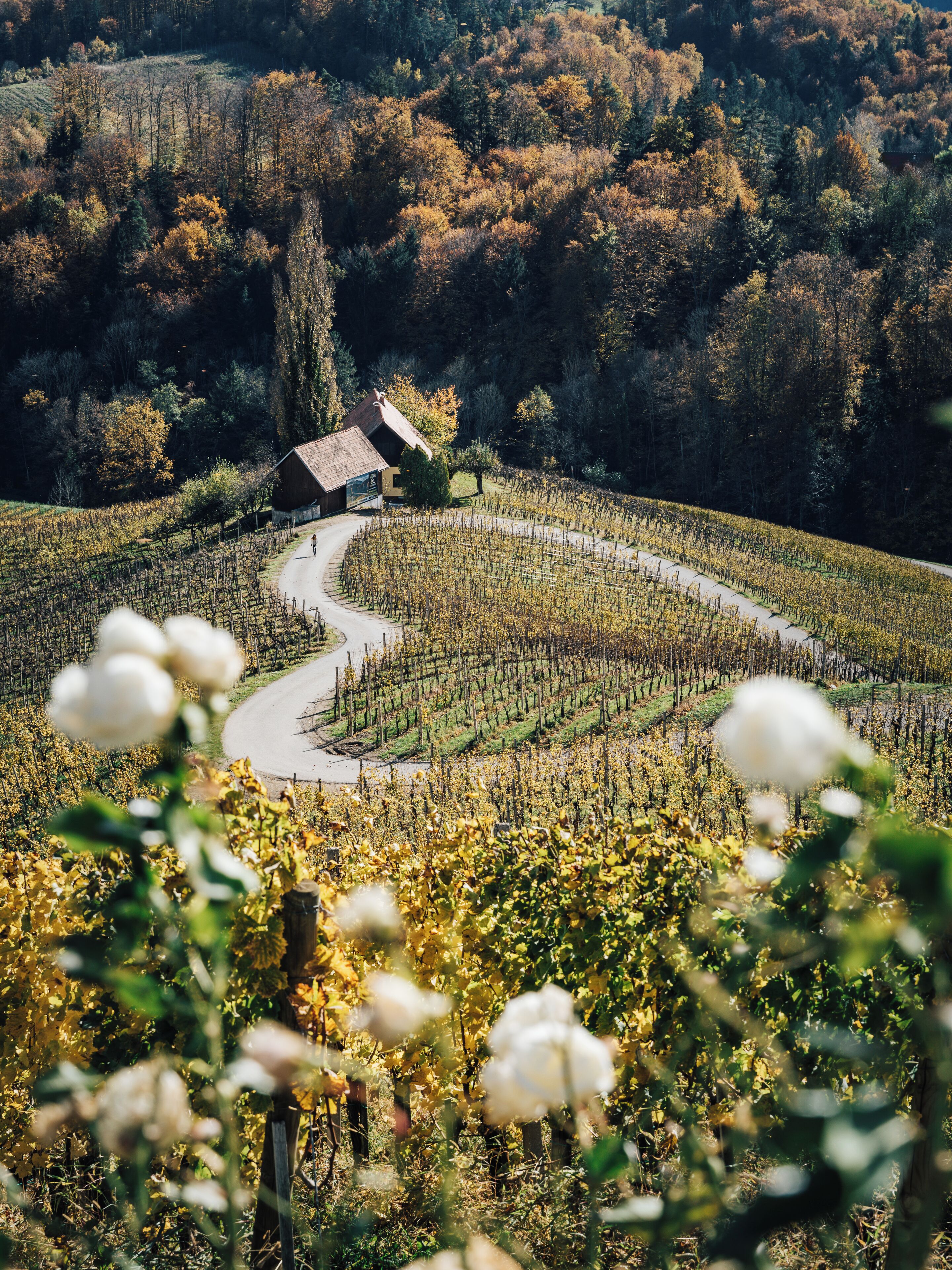 A vineyard with rows of grapevines and a small house in the background.