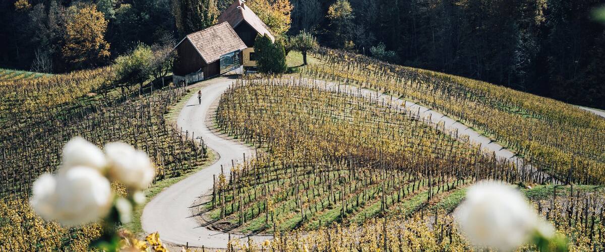 A vineyard with rows of grapevines and a small house in the background.
