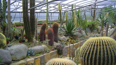 A greenhouse with various cacti and succulents.