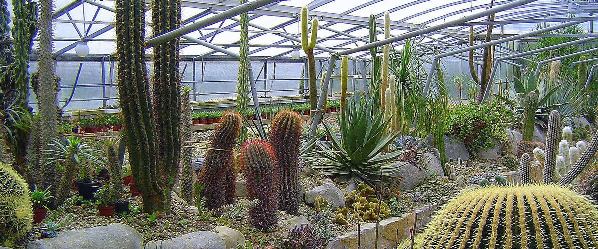 A greenhouse with various cacti and succulents.