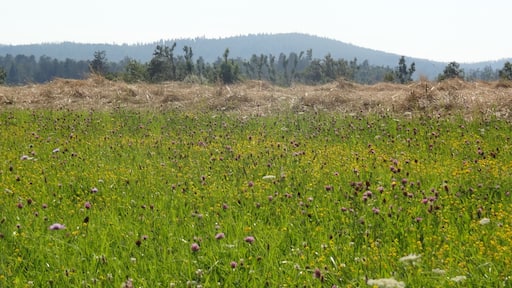 2014 Slovenia Rakitnik (12)