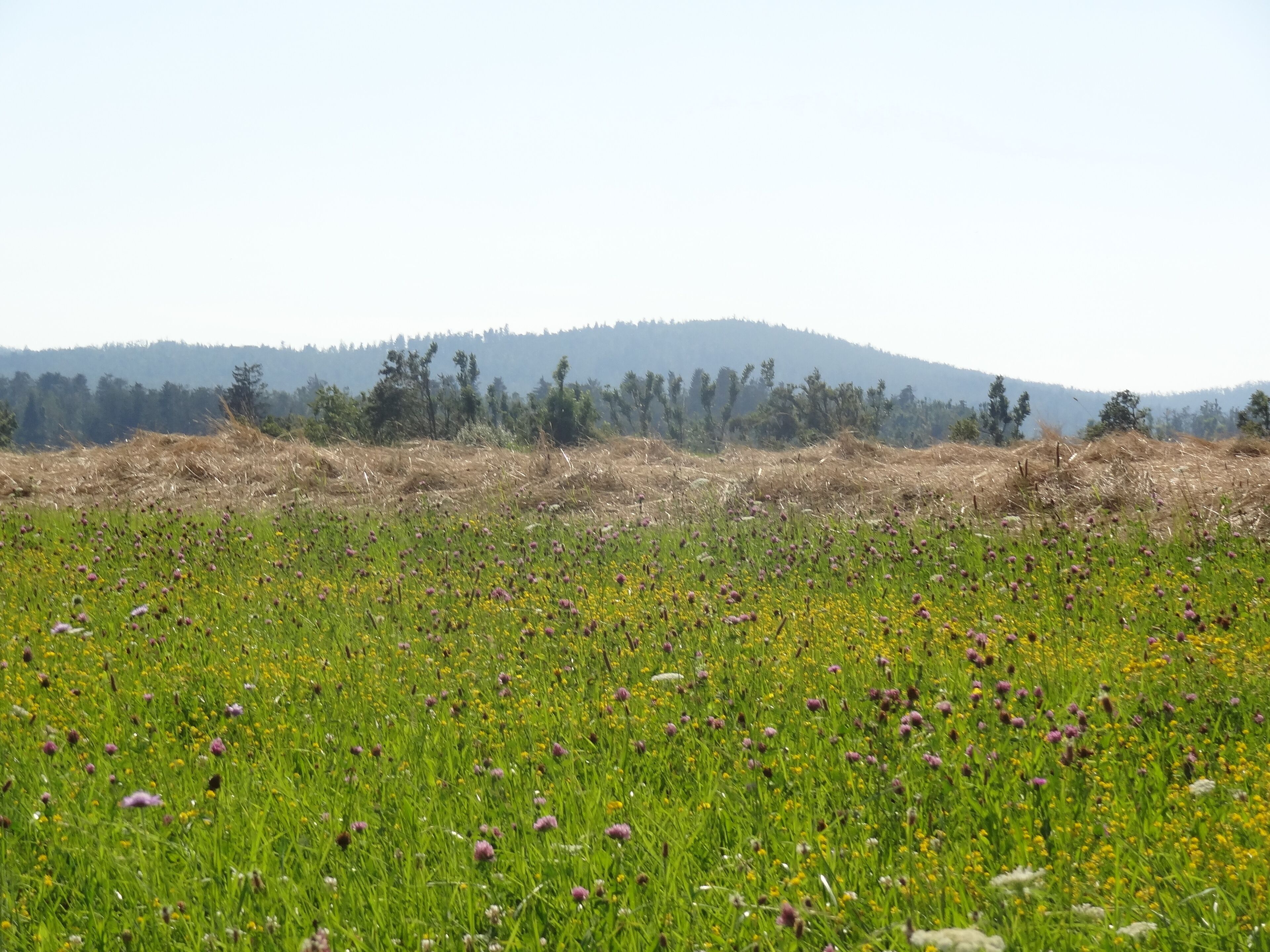 A field with purple flowers and green grass, with a forest and hills in the background.