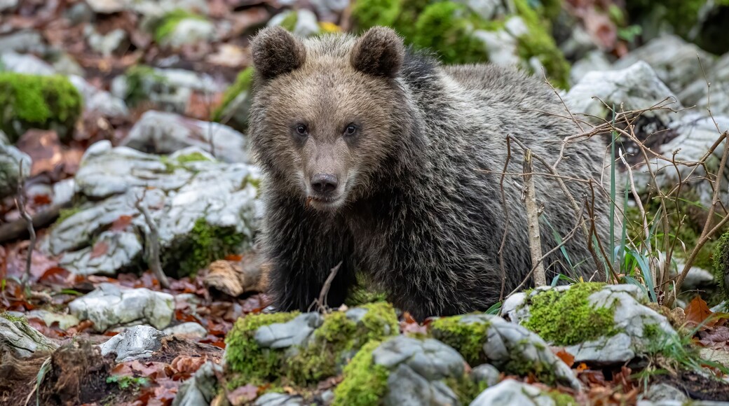 Slovenian brown Bear cub foraging for food, listening forest sounds for anything suspicious, overlooked by momma bear a few meters away.