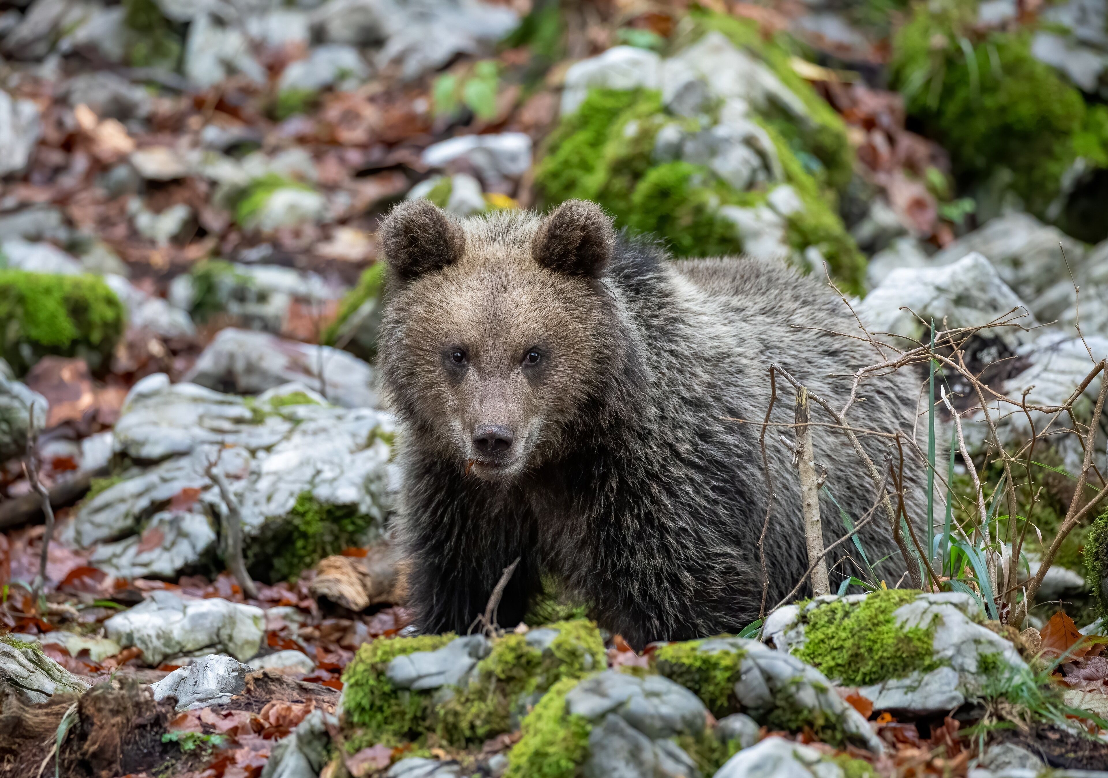 A bear in a rocky forest with moss-covered rocks and fallen leaves.