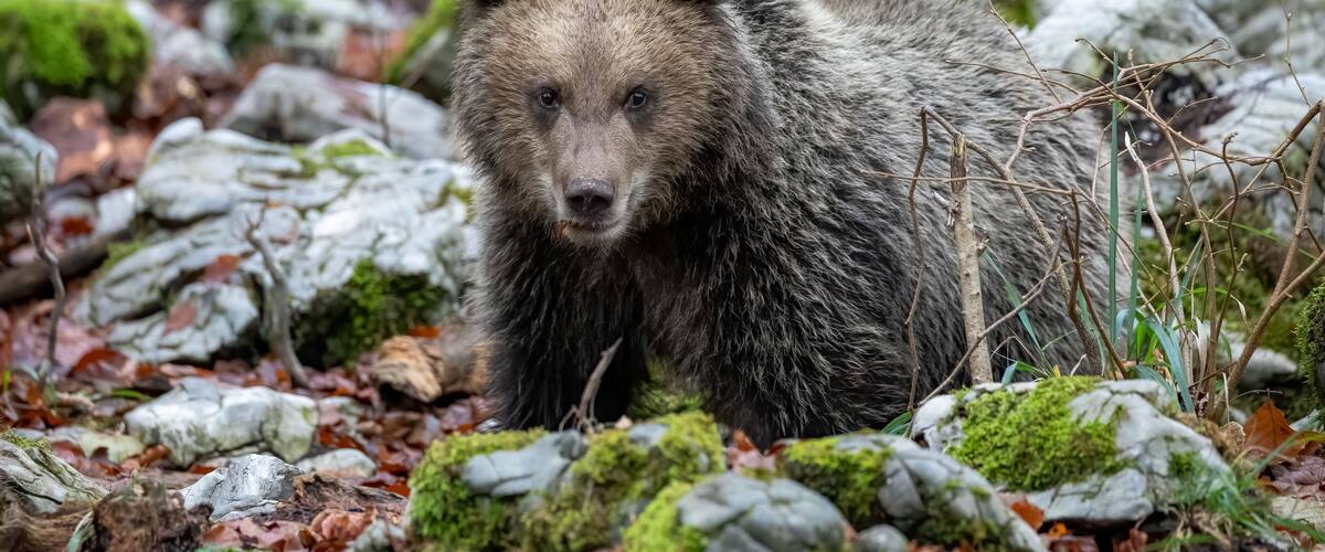 A bear in a rocky forest with moss-covered rocks and fallen leaves.