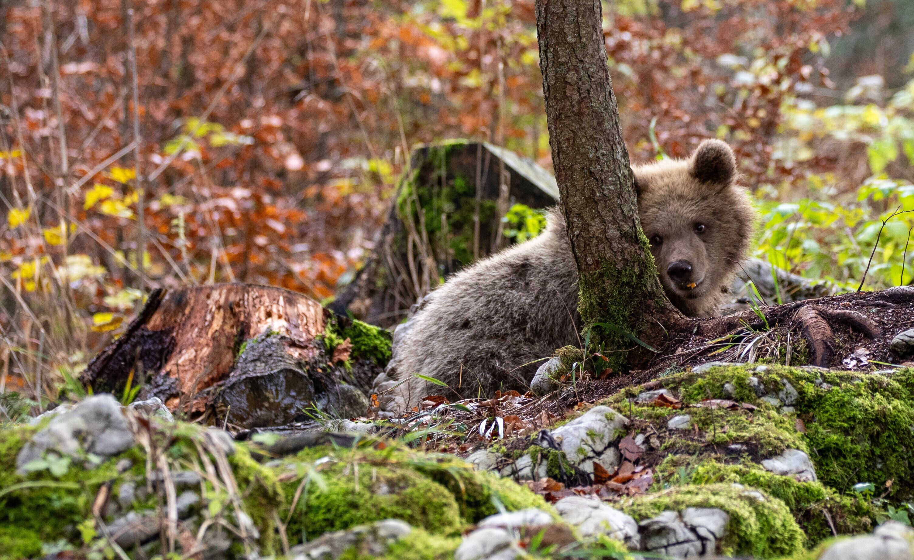 Brown Bear Cub lying down eating