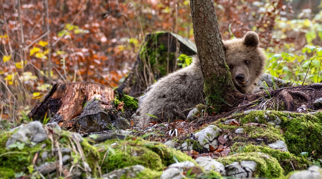 Brown Bear Cub lying down eating