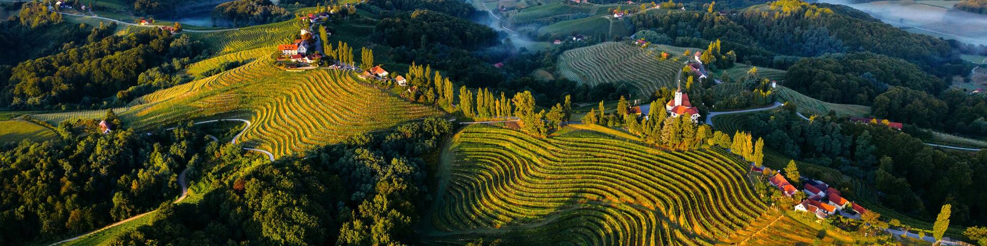A vineyard landscape with terraced fields and a church.