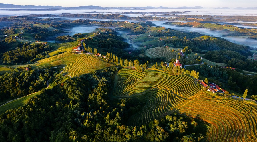 Paisaje de viñedo con campos escalonados y una iglesia.
