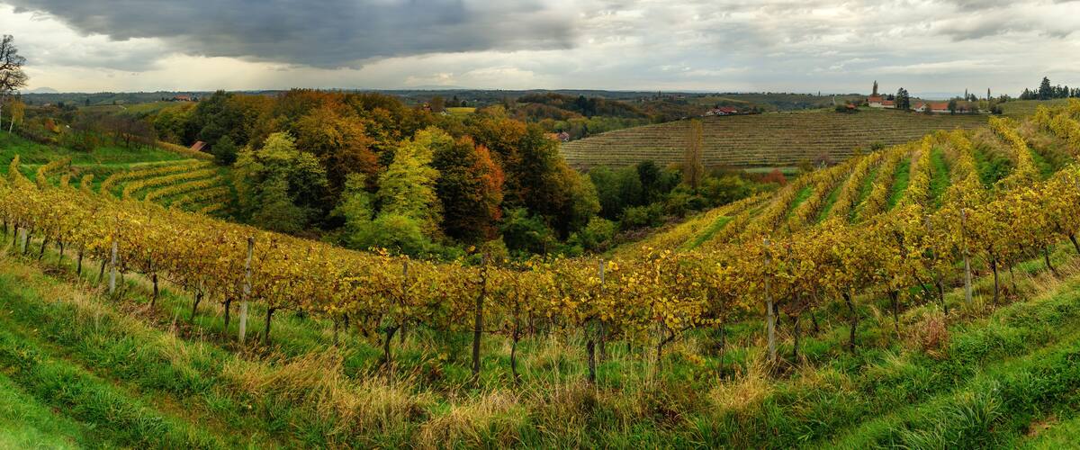 A vineyard with rows of grapevines, rolling hills, and a cloudy sky.