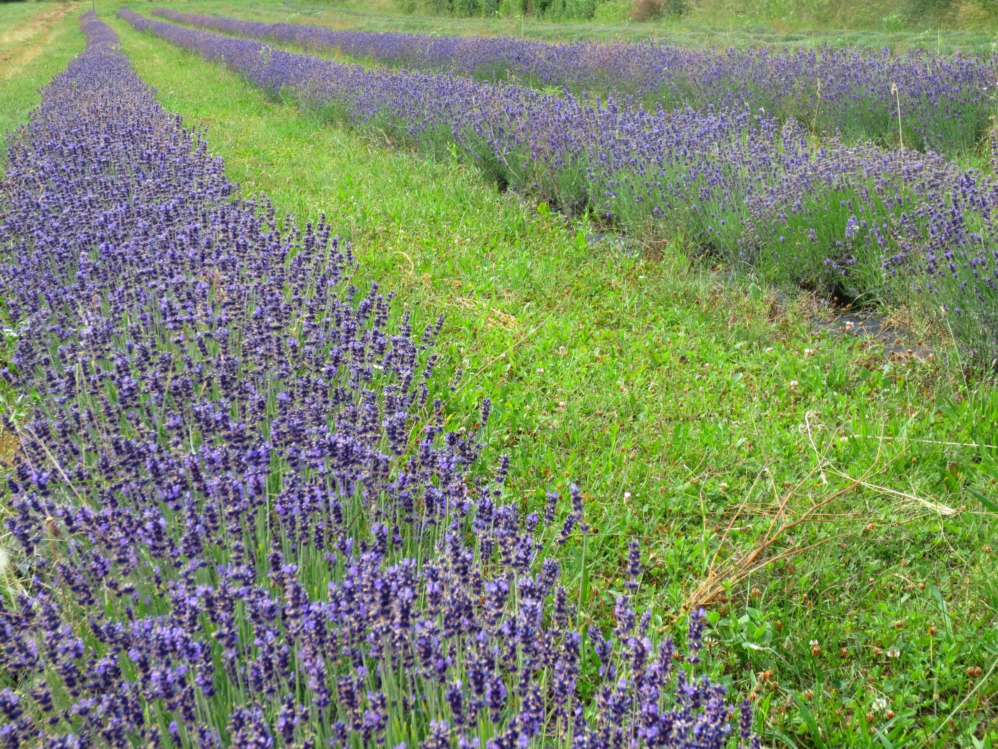 Lavandula - Karst, Slovenia