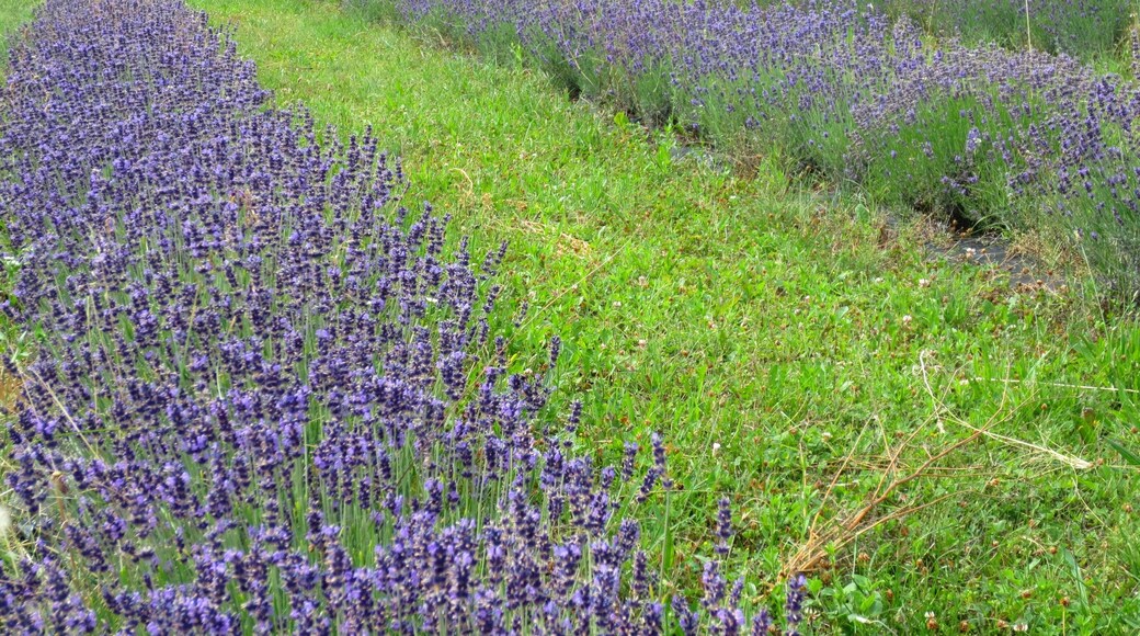 Lavandula - Karst, Slovenia