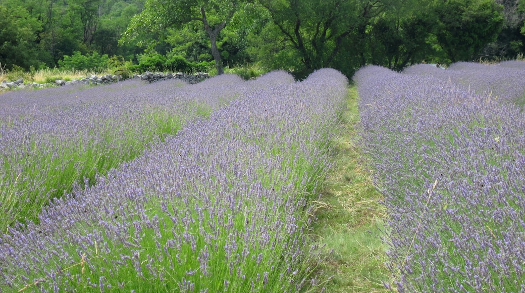 Lavandula - Karst, Slovenia