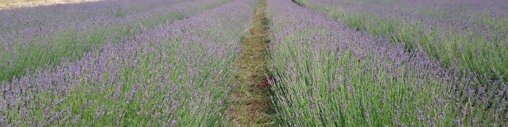 Lavandula - Karst, Slovenia