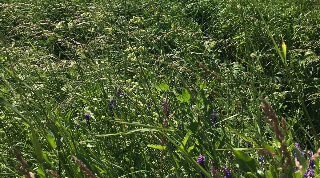 On my way to Spissky Castle in Slovakia