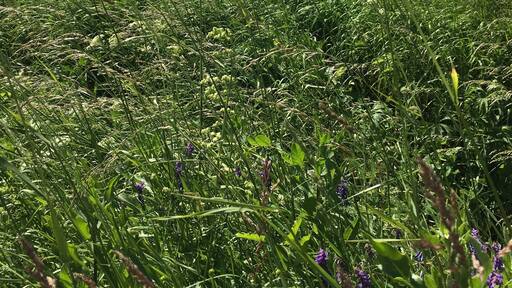 On my way to Spissky Castle in Slovakia