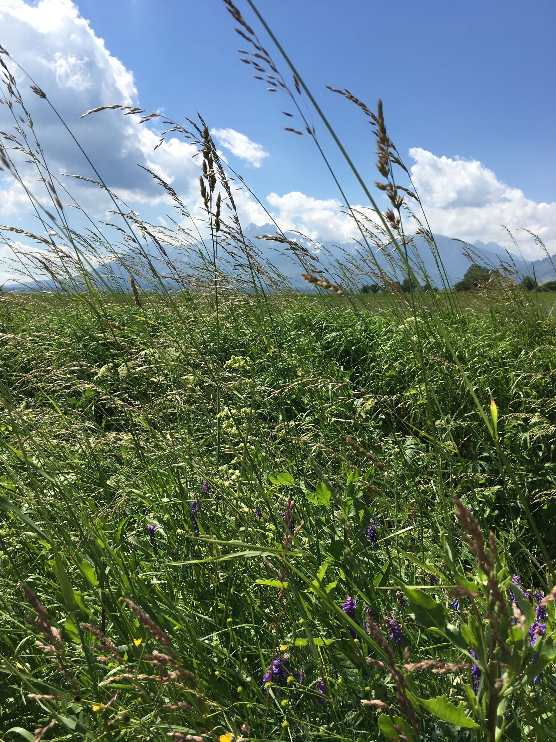 A field with tall grasses and purple flowers under a clear blue sky.